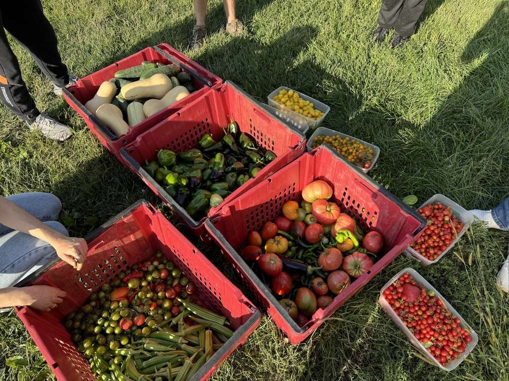 Article: Thousands of pounds of produce from Good Earth Student Farm donated to S.H.O.P.